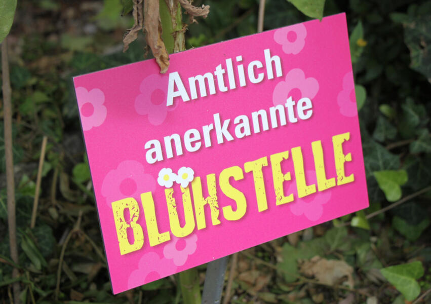 Die Stiftung f�r Mensch und Umwelt, ist Initiatorin des Wettbewerbs und lobt Preise im Gesamtwert von �ber 10.000 Euro aus. Bundesweit wurde zu insektenfreundlichen Pflanz- und Informationsaktionen aufgerufen. Die Preisverleihung findet am 16. September 2023 in Berlin statt. Diesem Datum fiebern die Initiatoren des Hann. M�ndener Beitrags �M�nden bl�ht und summt� voller Spannung entgegen.