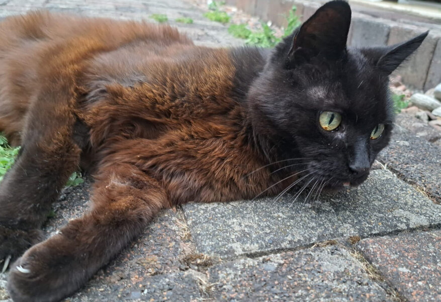 Bei einer Verabschiedung k�nnte die Katzenschutzverordnung zum 1. Januar 2027 im gesamten Stadtgebiet in Kraft treten. Ziel ist es, die unkontrollierte Vermehrung freilebender Katzen zu begrenzen und damit den Tierschutz zu st�rken.