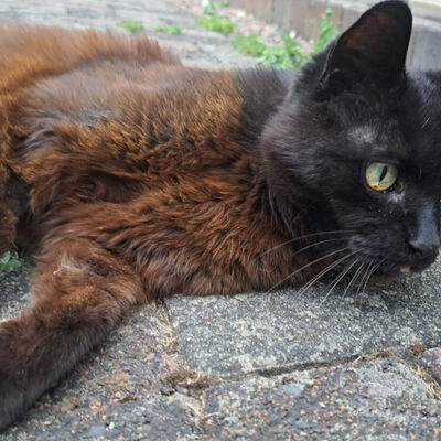 Bei einer Verabschiedung k&ouml;nnte die Katzenschutzverordnung zum 1. Januar 2027 im gesamten Stadtgebiet in Kraft treten. Ziel ist es, die unkontrollierte Vermehrung freilebender Katzen zu begrenzen und damit den Tierschutz zu st&auml;rken.