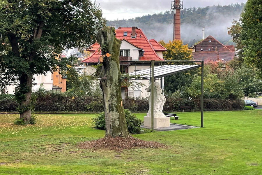 Ein Gro�teil des Stammtorsos soll nach M�glichkeit erhalten bleiben, um die gesch�tzte Lebensst�tte der Hornissen zu sichern.
